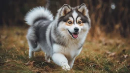 Pomsky: First Time Getting Scared