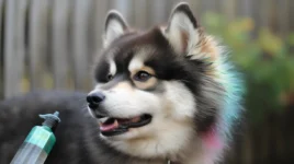 Pomsky Pups! 4 wks old