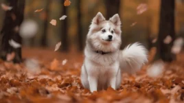 Pomsky Zorro: A Guide to Understanding the Personality Traits of Pomskies
