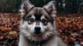 Tips On Keeping Your Chubby Pomsky Healthy And Active