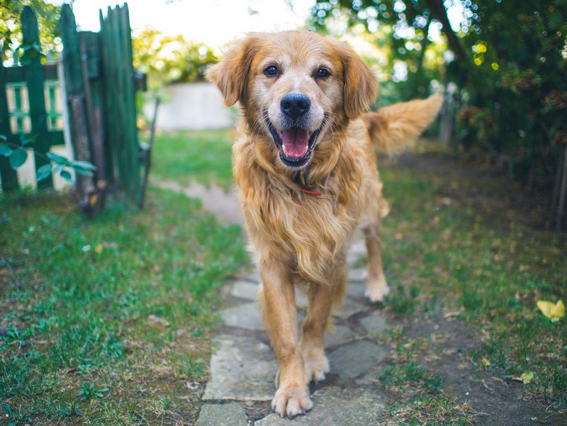 What Do You Do if an Off-leash Dog Approaches You While You Are Walking a Dog