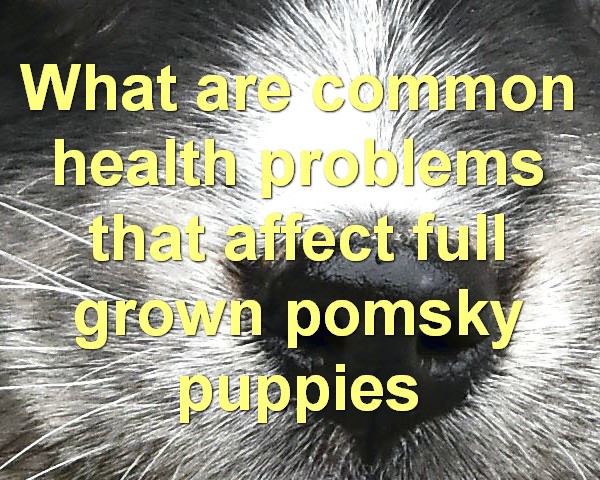 What are common health problems that affect full grown pomsky puppies
