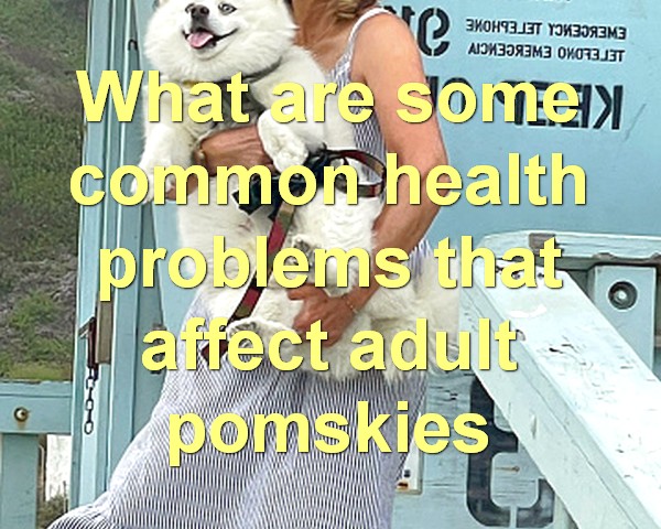 What are some common health problems that affect adult pomskies