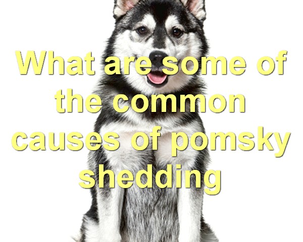 What are some of the common causes of pomsky shedding
