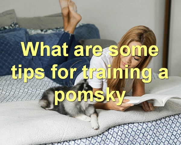 What are some tips for training a pomsky