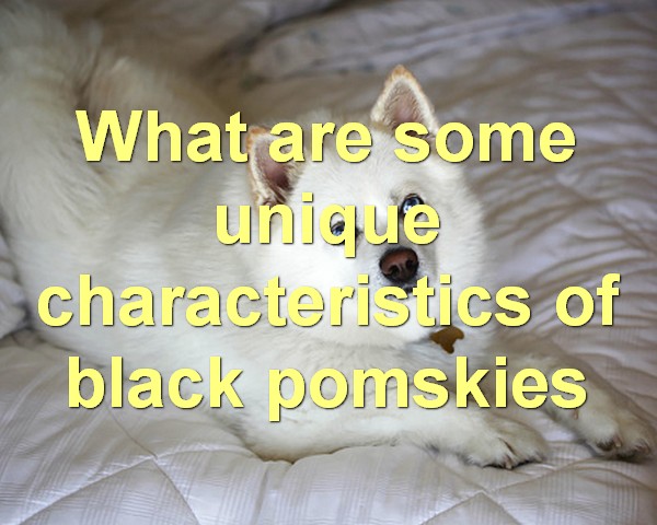What are some unique characteristics of black pomskies