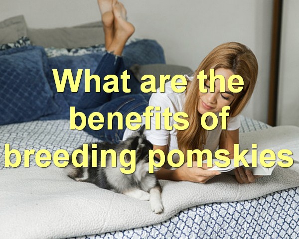 What are the benefits of breeding pomskies