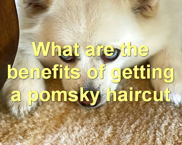 What are the benefits of getting a pomsky haircut