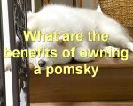 What are the benefits of owning a pomsky