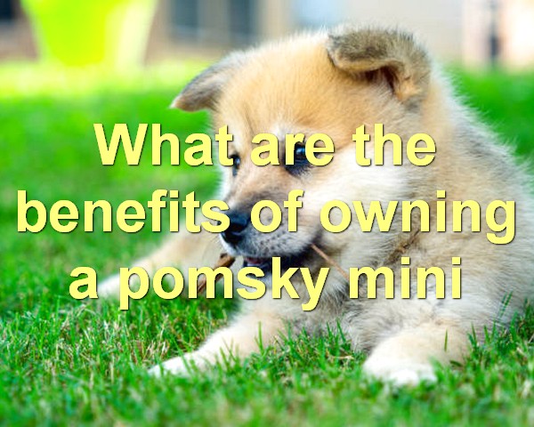 What are the benefits of owning a pomsky mini