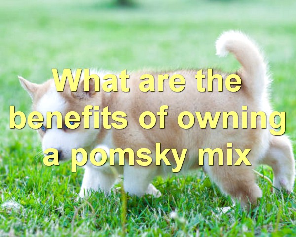 What are the benefits of owning a pomsky mix