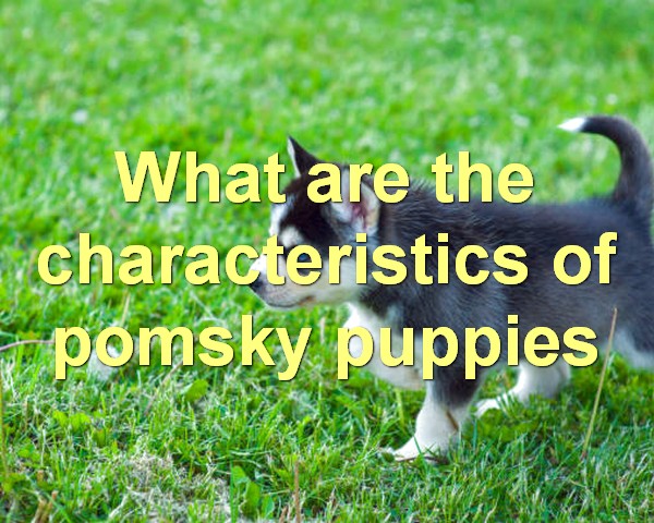 What are the characteristics of pomsky puppies