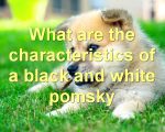 What are the characteristics of a black and white pomsky