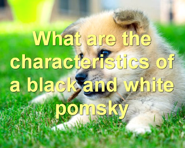 FAQs about Black and White Pomsky 1 What are the characteristics of a black and white pomsky