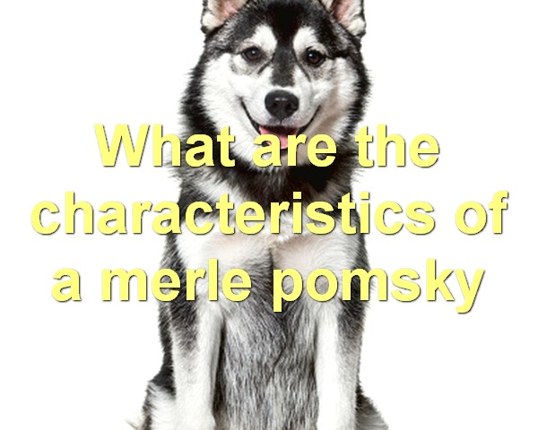What are the characteristics of a merle pomsky
