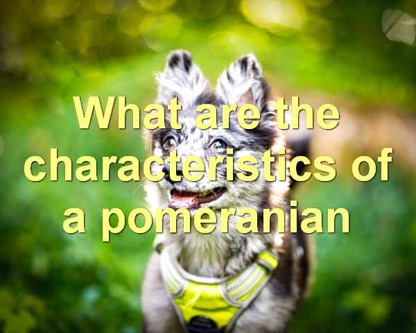 What are the characteristics of a pomeranian