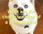 What are the characteristics of a pomski adult