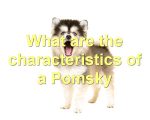 What are the characteristics of a Pomsky