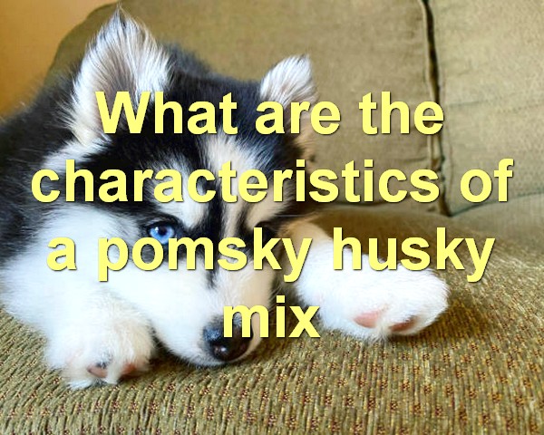 What are the characteristics of a pomsky husky mix
