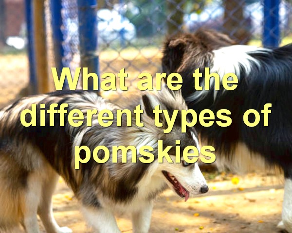 What are the different types of pomskies