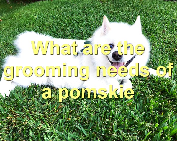 What are the grooming needs of a pomskie