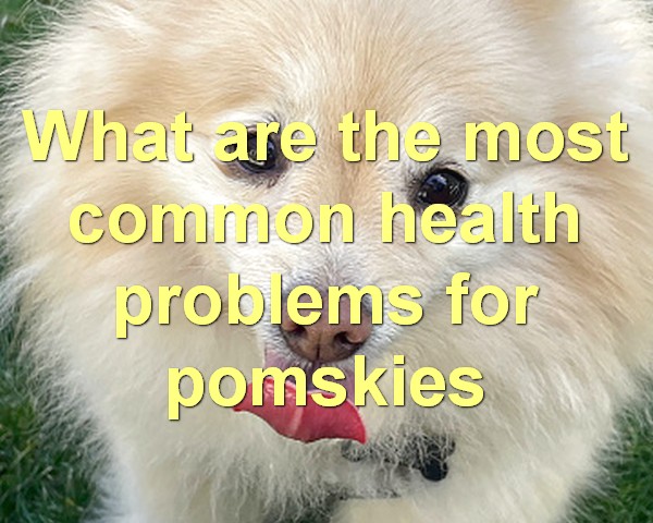 What are the most common health problems for pomskies
