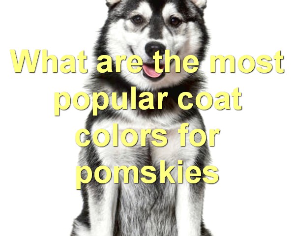 What are the most popular coat colors for pomskies