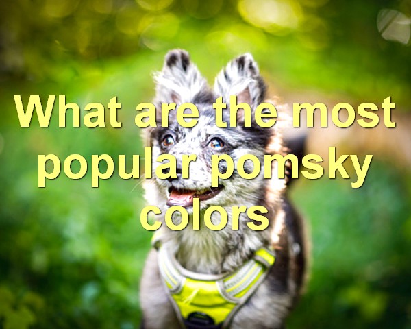 What are the most popular pomsky colors