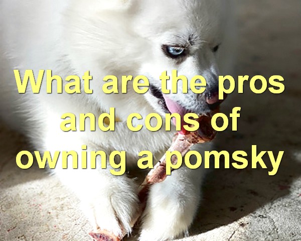 What are the pros and cons of owning a pomsky