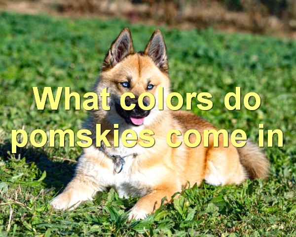 What colors do pomskies come in