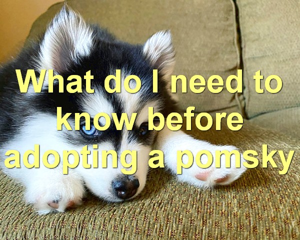 What do I need to know before adopting a pomsky