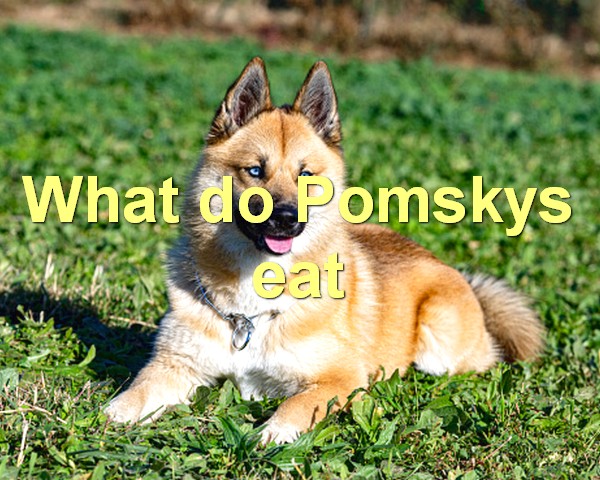 What do Pomskys eat