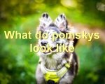 What do pomskys look like