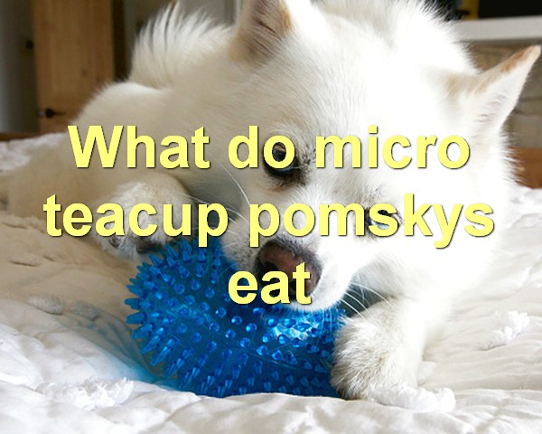 What do micro teacup pomskys eat