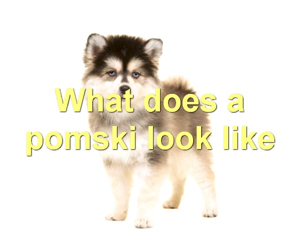 What does a pomski look like