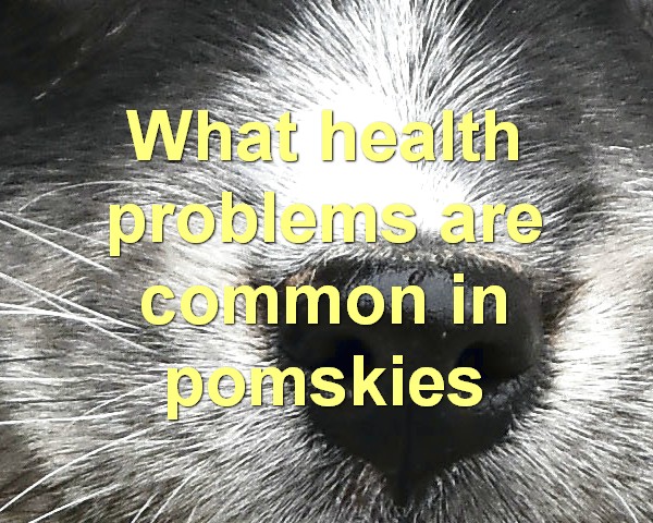 What health problems are common in pomskies