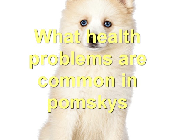 What health problems are common in pomskys