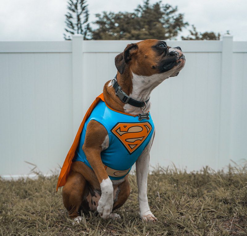 What is the Least Effective Method to Retrieve a Dog That Has Got off Leash