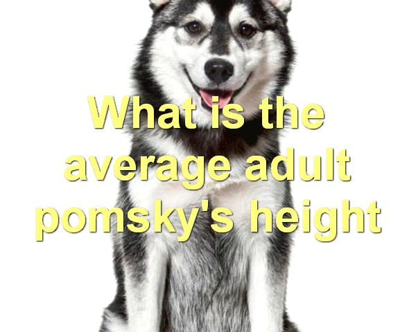 What is the average adult pomsky's height
