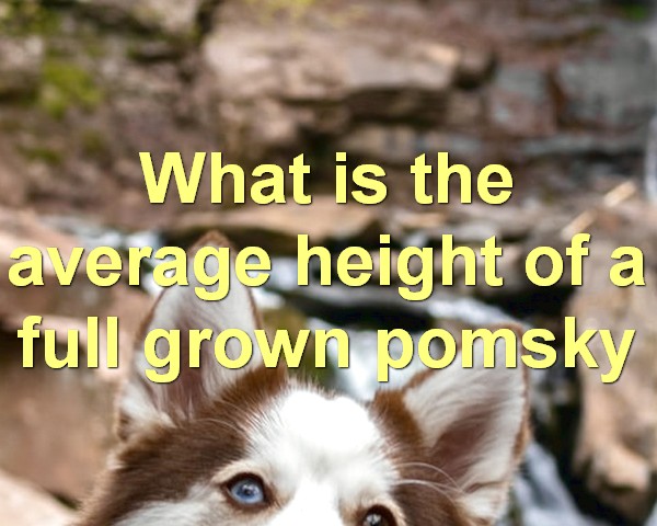 What is the average height of a full grown pomsky