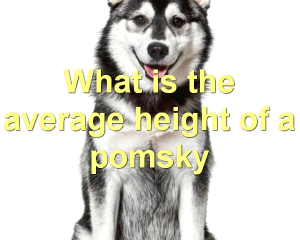 What is the average height of a pomsky