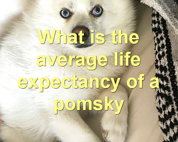 What is the average life expectancy of a pomsky