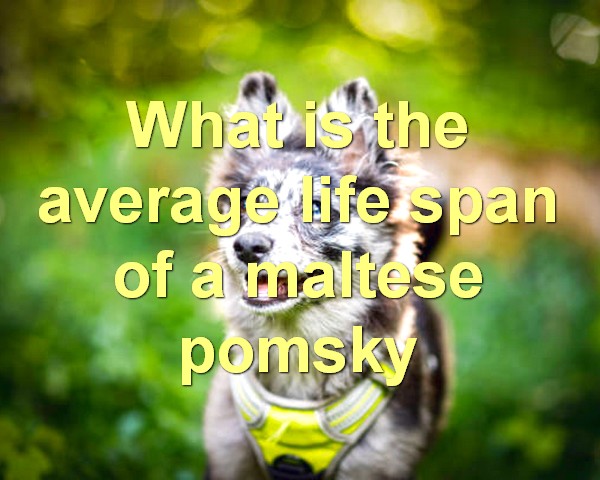 What is the average life span of a maltese pomsky