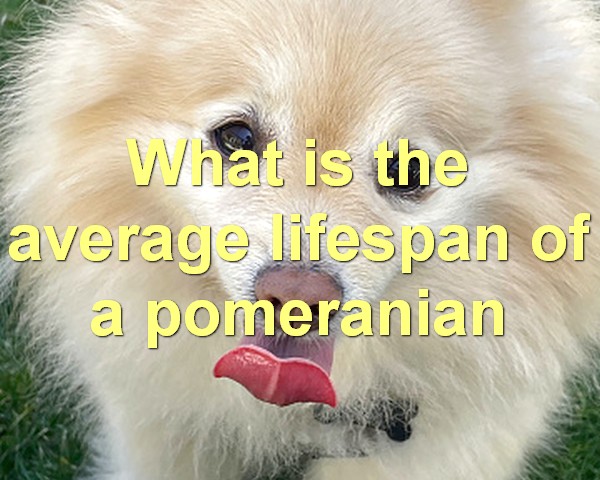 What is the average lifespan of a pomeranian