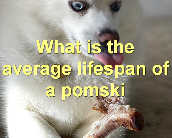 What is the average lifespan of a pomski