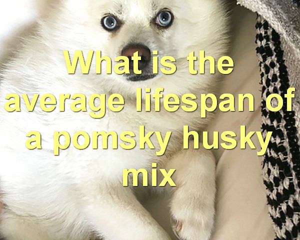 What is the average lifespan of a pomsky husky mix