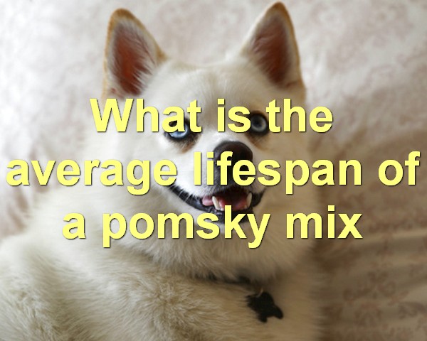 What is the average lifespan of a pomsky mix