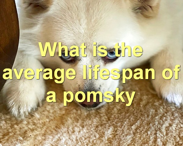 What is the average lifespan of a pomsky