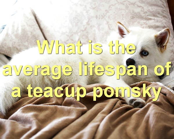 What is the average lifespan of a teacup pomsky