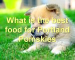 What is the best food for Portland Pomskies